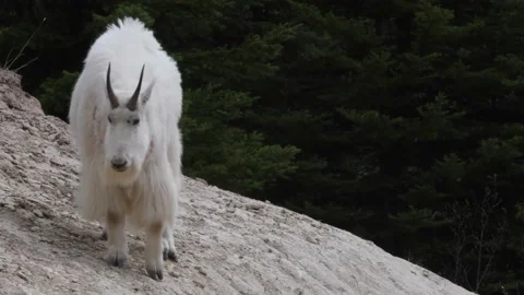 Mountain Goat 스톡 동영상 151116993