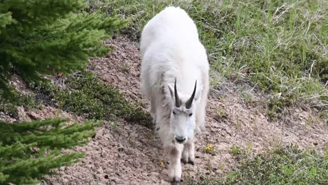 Mountain Goat Stock Footage 151117003