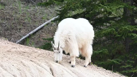 Mountain Goat Stock Footage 151117017
