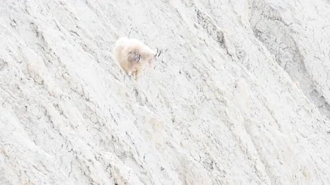 Mountain Goat Stock Footage 151117060