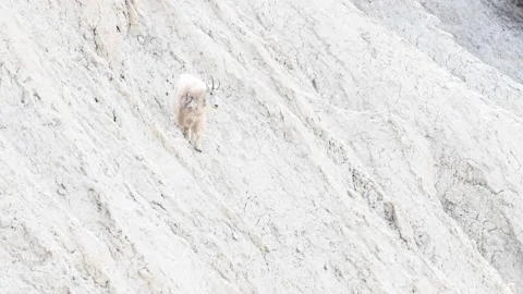 Mountain Goat 動画素材 151117065