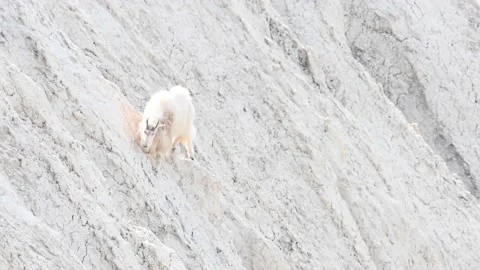 Mountain Goat Stock Footage 151117071