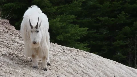Mountain Goat Video stock 151117077
