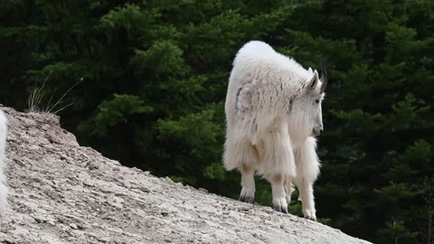 Mountain Goat Stock Footage 151117087
