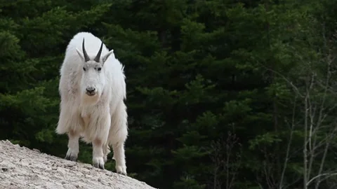Mountain Goat Stock Footage 151117094