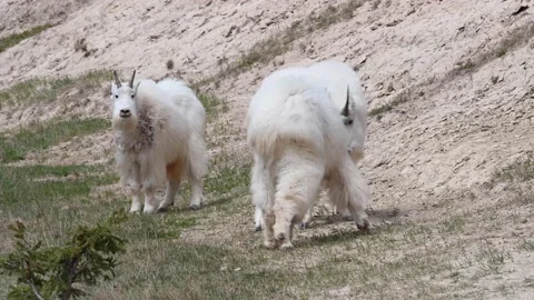 Mountain Goat Video stock 151117110