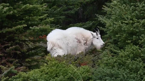 Mountain Goat Stock Footage 151117153