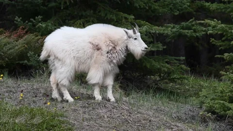 Mountain Goat Stock Footage 151117184