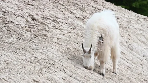 Mountain Goat 스톡 동영상 151117203