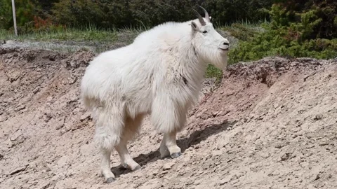 Mountain Goat Stock Footage 151117283
