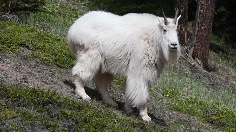 Mountain Goat Stock Footage 151117295