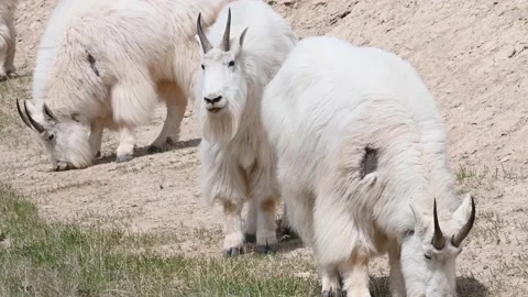 Mountain Goat Stock Footage 151117345