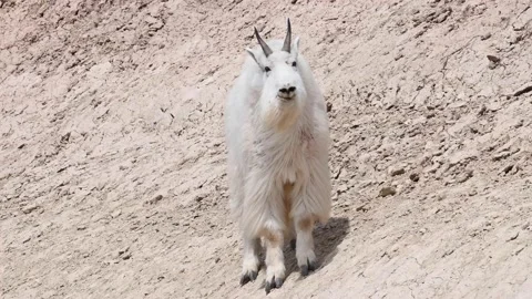 Mountain Goat Stock Footage 151117376
