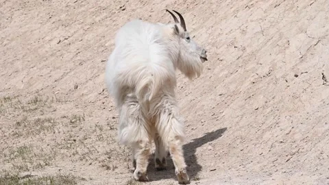 Mountain Goat Видео 151117402