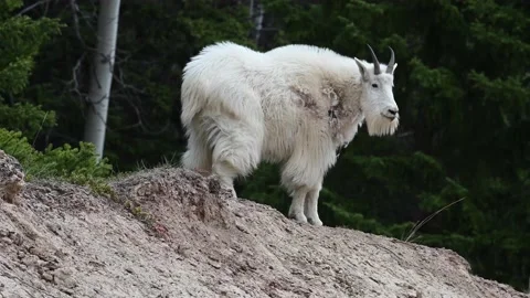 Mountain Goat Stock Footage 151117420