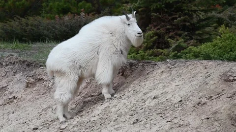 Mountain Goat 動画素材 151117440