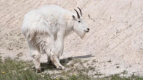 Mountain Goat Stock Footage 151117451