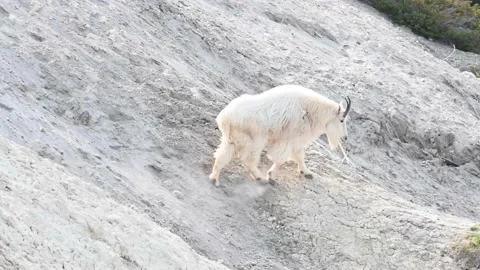 Mountain Goat Stock Footage 151117475