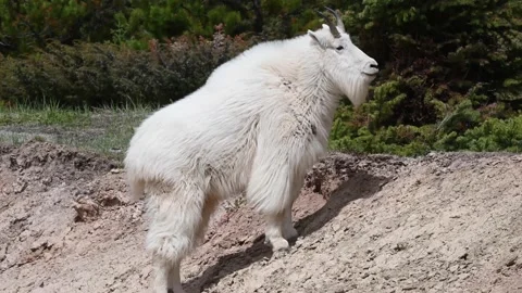 Mountain Goat Stock Footage 151117486