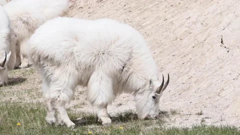 Mountain Goat Stock Footage 151117494