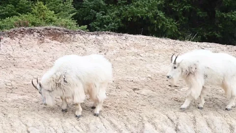 Mountain Goat Stock Footage 151117509