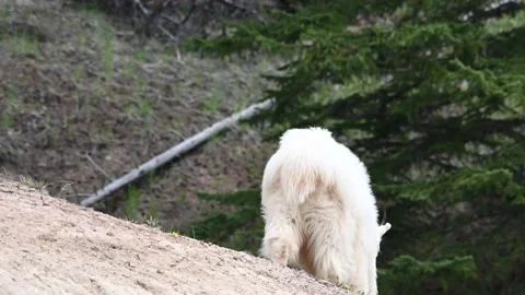 Mountain Goat 스톡 동영상 151117527