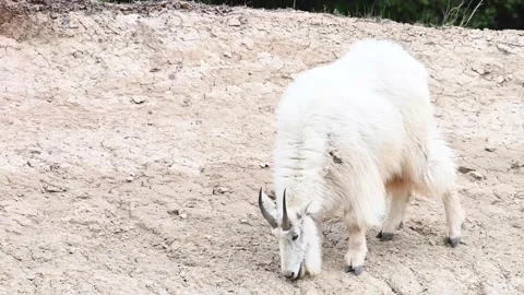 Mountain Goat Stock Footage 151117540