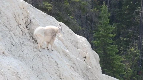 Mountain Goat Stock Footage 151117546