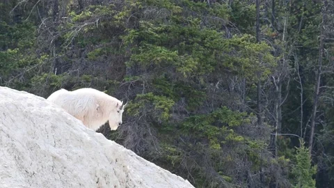Mountain Goat Stock-Footage 151117554