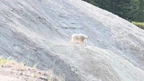Mountain Goat Stock Footage 151117563