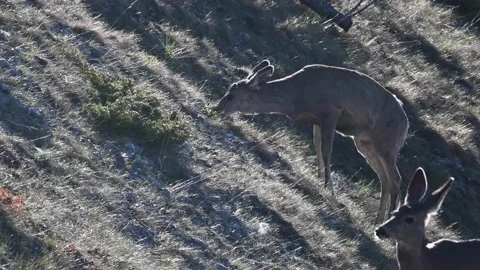 Mountain Goat Stock Footage 151117589