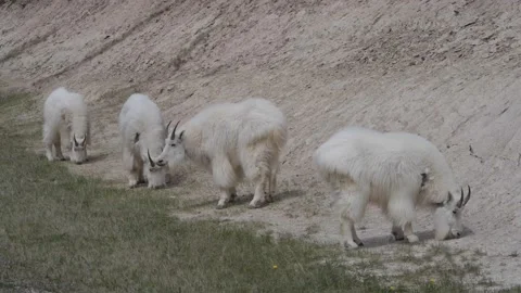 Mountain Goat Stock Footage 151117633