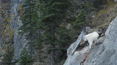 Mountain Goat Stock Footage 151117647