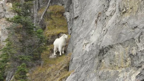 Mountain Goat Stock Footage 151117663