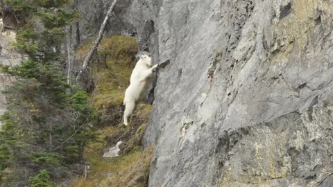 Mountain Goat Stock Footage 151117694
