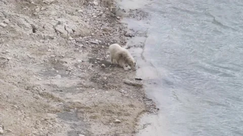 Mountain Goat Видео 151117713