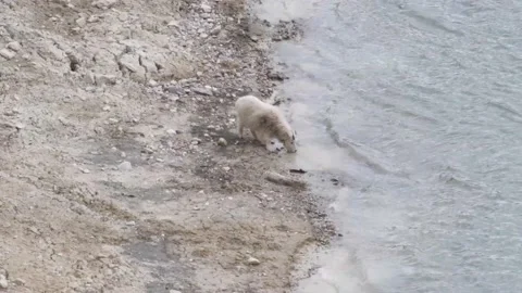 Mountain Goat Stock Footage 151117717