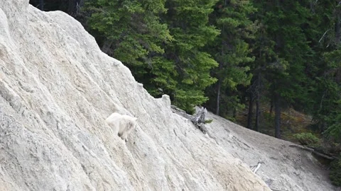 Mountain Goat Stock Footage 151117741