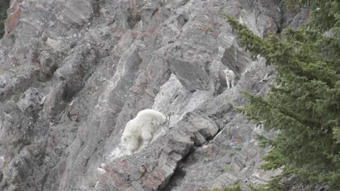 Mountain Goat Stock Footage 151117788