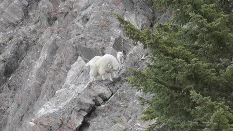 Mountain Goat Видео 151117814