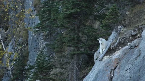 Mountain Goat Stock Footage 151117830