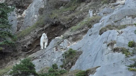 Mountain Goat Stock Footage 151117846
