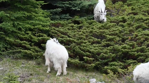 Mountain Goat Stock-Footage 151117855
