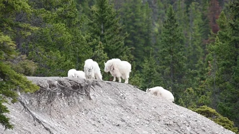 Mountain Goat 動画素材 151117864