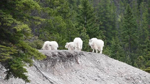 Mountain Goat Stock Footage 151117872
