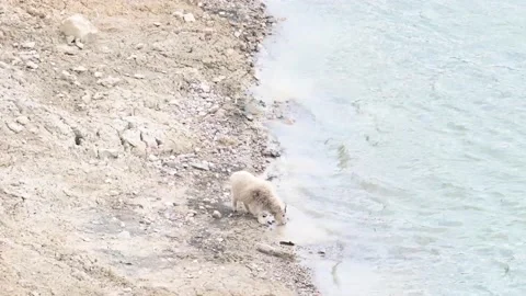 Mountain Goat Stock Footage 151117889