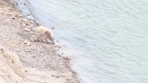 Mountain Goat Stock Footage 151117904