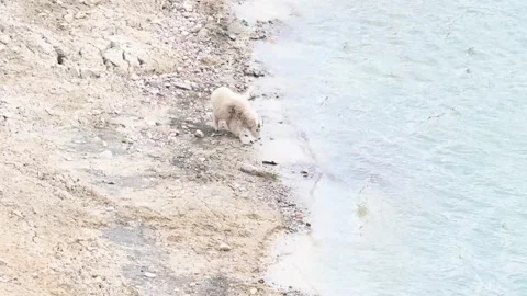 Mountain Goat Stock Footage 151117932