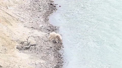 Mountain Goat Stock Footage 151117955