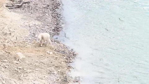 Mountain Goat Stock Footage 151117956